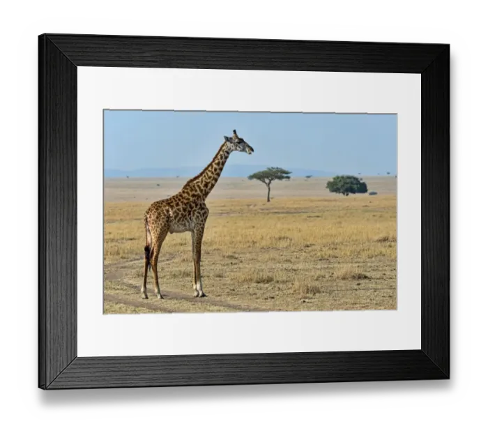 Framed Print : Giraffe -Giraffa camelopardalis-, Msai Mara National Reserve, Kenya Framed Print : Giraffe -Giraffa camelopardalis-, Msai Mara National Reserve, Kenya