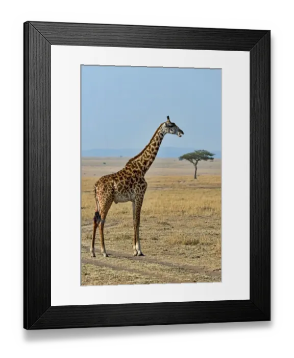 Framed Print : Giraffe -Giraffa camelopardalis-, Msai Mara National Reserve, Kenya Framed Print : Giraffe -Giraffa camelopardalis-, Msai Mara National Reserve, Kenya