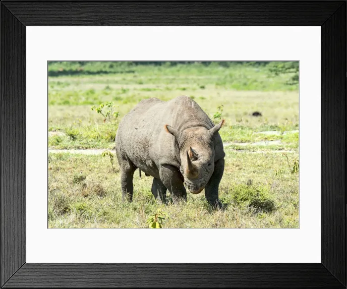 Framed Print : Black Rhinoceros -Diceros bicornis-, Kenya Framed Print : Black Rhinoceros -Diceros bicornis-, Kenya