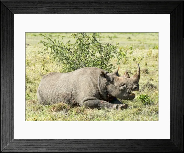 Framed Print : Black Rhinoceros -Diceros bicornis-, Kenya Framed Print : Black Rhinoceros -Diceros bicornis-, Kenya