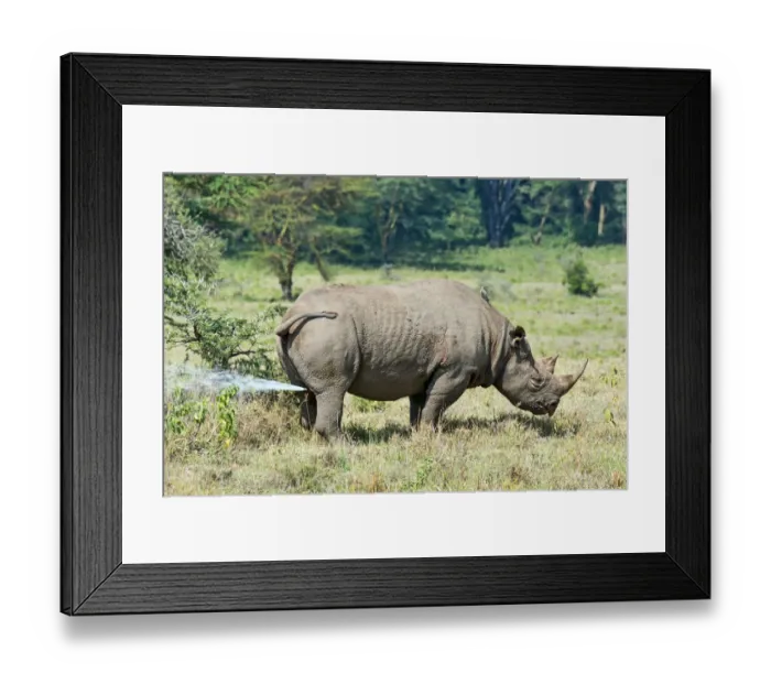 Framed Print : Black Rhinoceros or Hook-lipped Rhinoceros -Diceros bicornis-, urinating, Kenya Framed Print : Black Rhinoceros or Hook-lipped Rhinoceros -Diceros bicornis-, urinating, Kenya