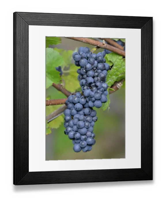 Framed Print : Pinot Noir grapes, Baden-Wurttemberg, Germany Framed Print : Pinot Noir grapes, Baden-Wurttemberg, Germany