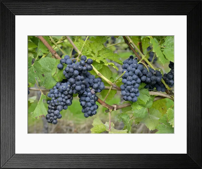 Framed Print : Pinot Noir grapes, Baden-Wurttemberg, Germany Framed Print : Pinot Noir grapes, Baden-Wurttemberg, Germany