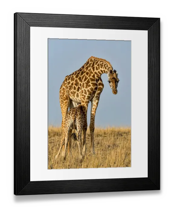 Framed Print : Giraffes -Giraffa camelopardalis- adult female with young suckling, Msai Mara National Reserve, Kenya Framed Print : Giraffes -Giraffa camelopardalis- adult female with young suckling, Msai Mara National Reserve, Kenya