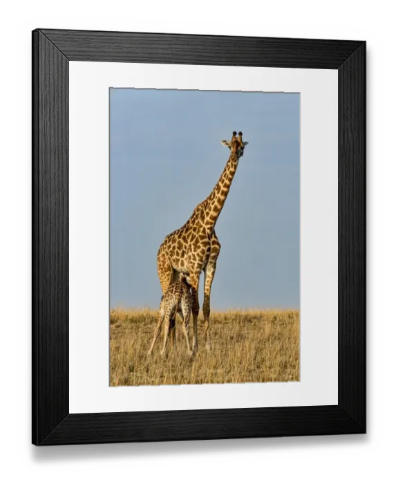Framed Print : Giraffes -Giraffa camelopardalis-, adult female with young suckling, Msai Mara National Reserve, Kenya Framed Print : Giraffes -Giraffa camelopardalis-, adult female with young suckling, Msai Mara National Reserve, Kenya