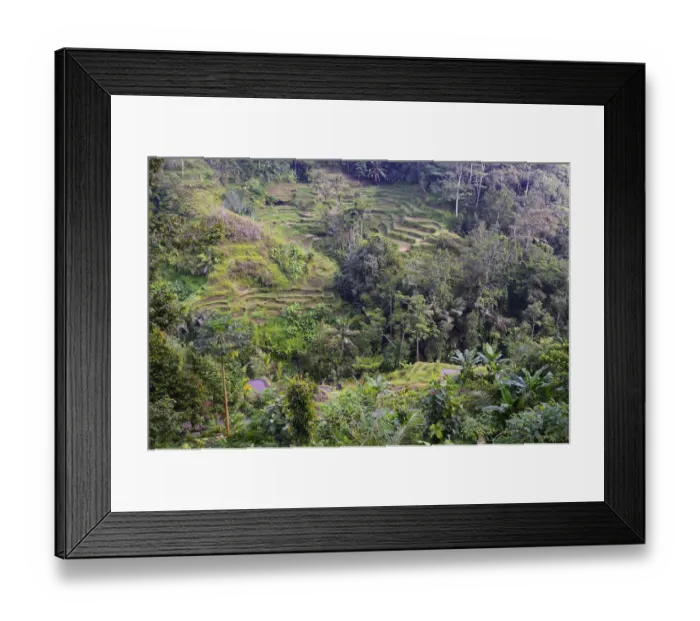 Framed Print : Rice terraces near Tegallalang, Bali, Indonesia Framed Print : Rice terraces near Tegallalang, Bali, Indonesia