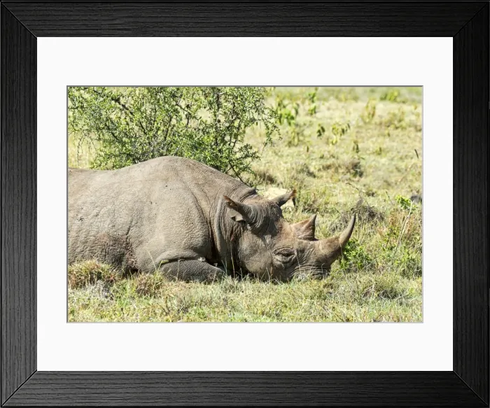 Framed Print : Black Rhinoceros -Diceros bicornis-, Kenya Framed Print : Black Rhinoceros -Diceros bicornis-, Kenya