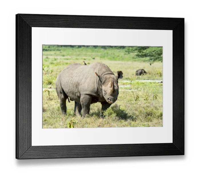 Framed Print : Black Rhinoceros or Hook-lipped Rhinoceros -Diceros bicornis-, Kenya Framed Print : Black Rhinoceros or Hook-lipped Rhinoceros -Diceros bicornis-, Kenya