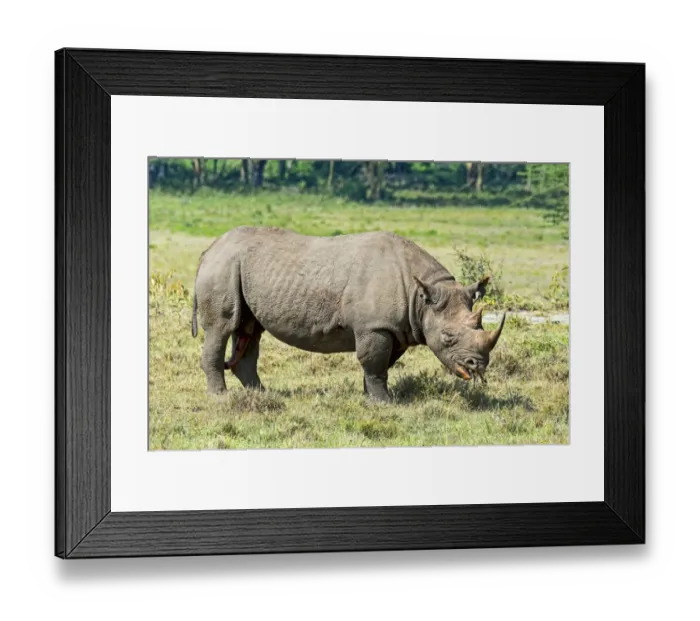 Framed Print : Black Rhinoceros -Diceros bicornis-, Kenya Framed Print : Black Rhinoceros -Diceros bicornis-, Kenya