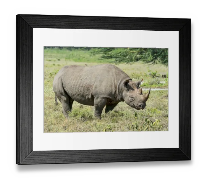 Framed Print : Black Rhinoceros or Hook-lipped Rhinoceros -Diceros bicornis-, Kenya Framed Print : Black Rhinoceros or Hook-lipped Rhinoceros -Diceros bicornis-, Kenya