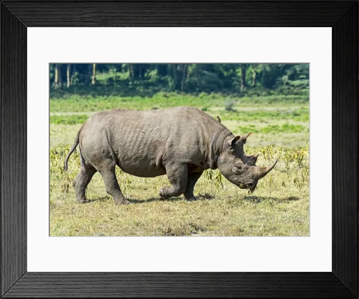 Framed Print : Black Rhinoceros -Diceros bicornis-, Kenya Framed Print : Black Rhinoceros -Diceros bicornis-, Kenya