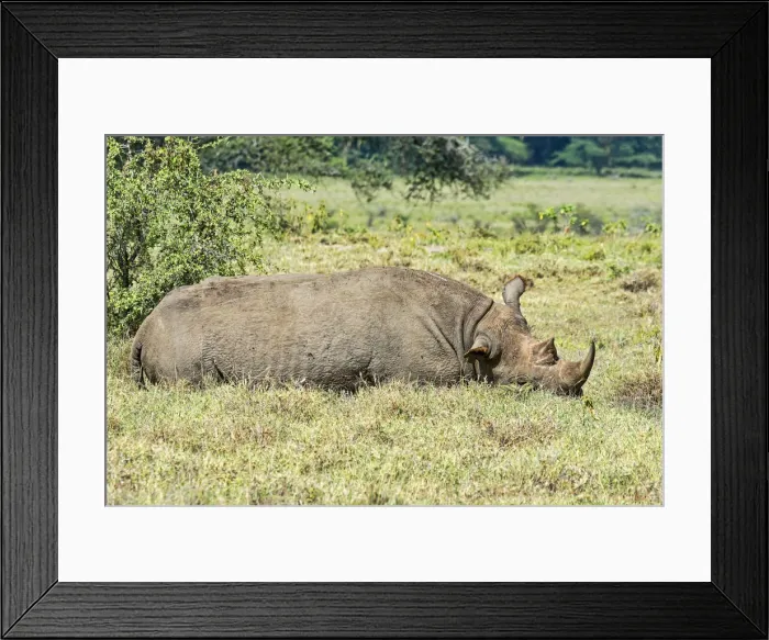 Framed Print : Black Rhinoceros -Diceros bicornis-, Kenya Framed Print : Black Rhinoceros -Diceros bicornis-, Kenya