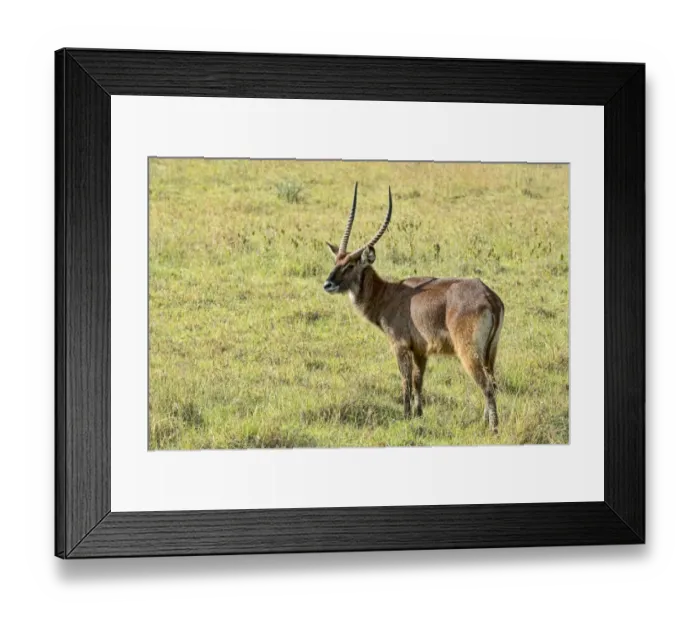 Framed Print : Defassa waterbuck -Kobus ellipsiprymnus defassa-, Kenya Framed Print : Defassa waterbuck -Kobus ellipsiprymnus defassa-, Kenya