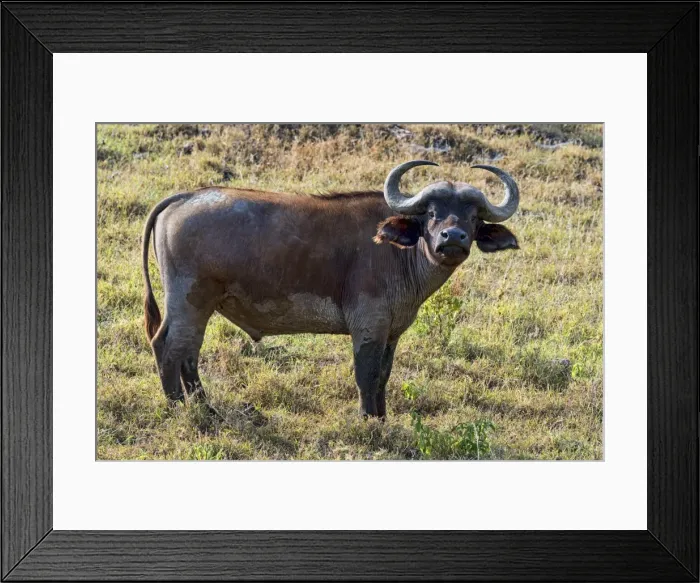 Framed Print : Cape buffalo -Syncerus caffer-, Kenya Framed Print : Cape buffalo -Syncerus caffer-, Kenya