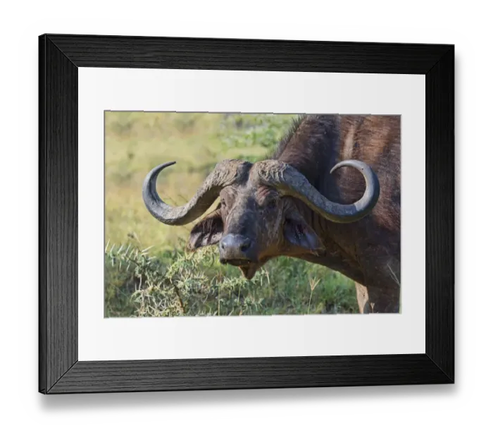 Framed Print : Cape buffalo -Syncerus caffer-, Kenya Framed Print : Cape buffalo -Syncerus caffer-, Kenya