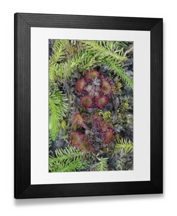 Framed Print : Bog Clubmoss -Lycopodiella inundata- and Round-leafed Sundew -Drosera rotundifolia-, Emsland, Lower Saxony, Germany Framed Print : Bog Clubmoss -Lycopodiella inundata- and Round-leafed Sundew -Drosera rotundifolia-, Emsland, Lower Saxony, Germany