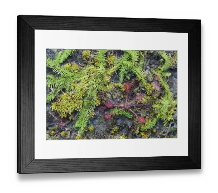 Framed Print : Bog Clubmoss -Lycopodiella inundata- and Round-leafed Sundew -Drosera rotundifolia-, Emsland, Lower Saxony, Germany Framed Print : Bog Clubmoss -Lycopodiella inundata- and Round-leafed Sundew -Drosera rotundifolia-, Emsland, Lower Saxony, Germany
