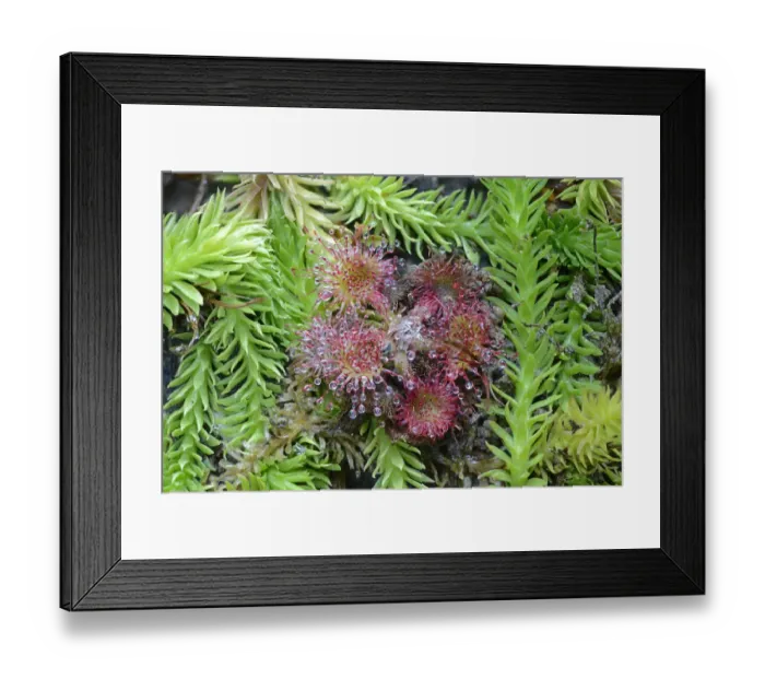Framed Print : Bog Clubmoss -Lycopodiella inundata- and Round-leafed Sundew -Drosera rotundifolia-, Emsland, Lower Saxony, Germany Framed Print : Bog Clubmoss -Lycopodiella inundata- and Round-leafed Sundew -Drosera rotundifolia-, Emsland, Lower Saxony, Germany