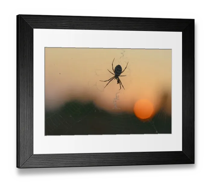 Framed Print : Wasp Spider -Argiope bruennichi- on a spiders web, Emsland, Lower Saxony, Germany Framed Print : Wasp Spider -Argiope bruennichi- on a spiders web, Emsland, Lower Saxony, Germany