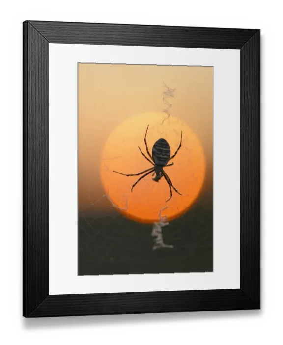 Framed Print : Wasp Spider -Argiope bruennichi- on a spiders web, Emsland, Lower Saxony, Germany