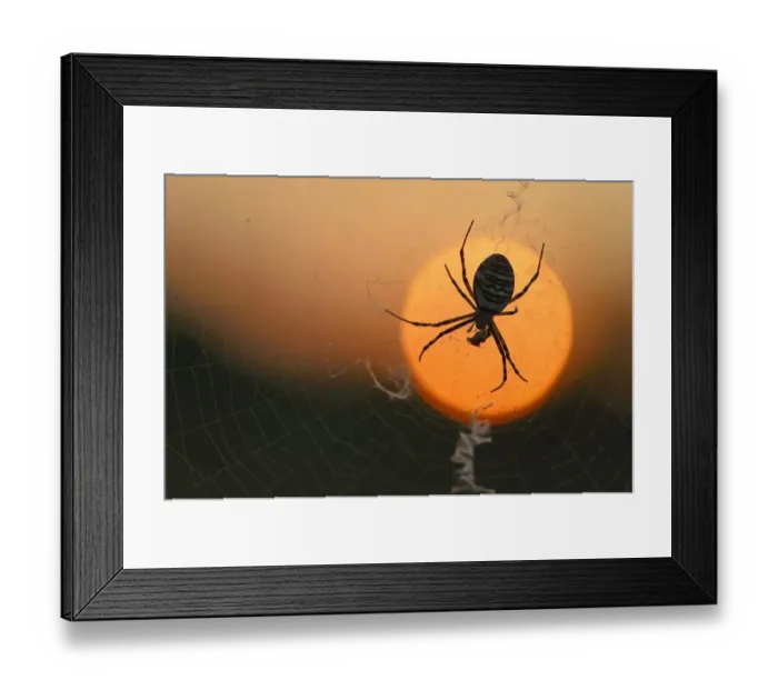 Framed Print : Wasp Spider -Argiope bruennichi- on a spiders web, Emsland, Lower Saxony, Germany Framed Print : Wasp Spider -Argiope bruennichi- on a spiders web, Emsland, Lower Saxony, Germany