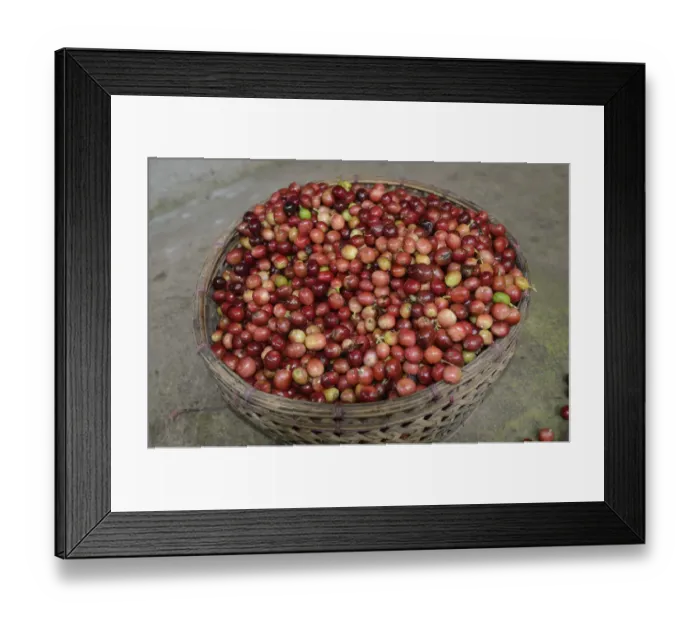 Framed Print : Freshly harvested green or raw coffee, Bali, Indonesia Framed Print : Freshly harvested green or raw coffee, Bali, Indonesia