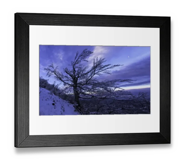 Framed Print : Tree in snow at sunrise, Monte Catria, Apennines, Marche, Italy Framed Print : Tree in snow at sunrise, Monte Catria, Apennines, Marche, Italy