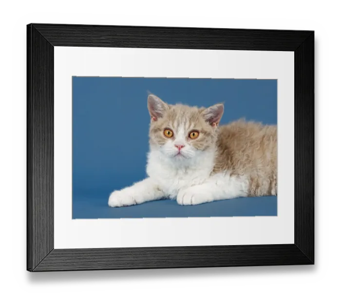 Framed Print : Selkirk Rex kitten, 10 weeks, colour lilac mackerel tabby white Framed Print : Selkirk Rex kitten, 10 weeks, colour lilac mackerel tabby white