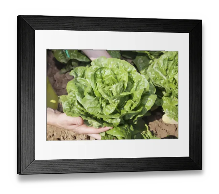 Framed Print : Hands holding a lettuce on a field, Baden-Wurttemberg, Germany Framed Print : Hands holding a lettuce on a field, Baden-Wurttemberg, Germany