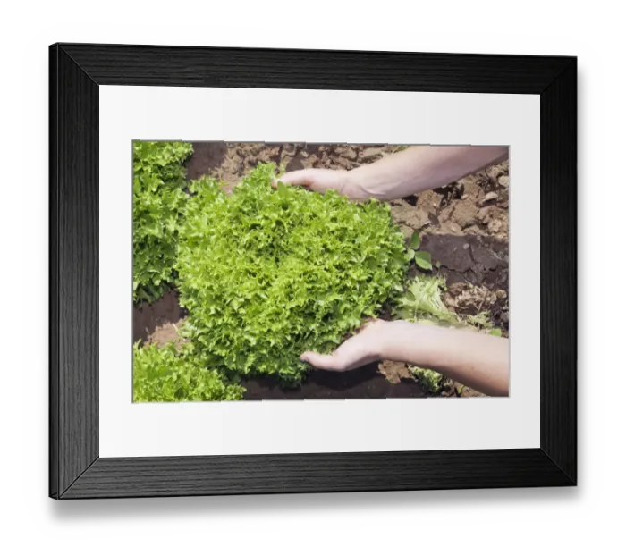 Framed Print : Hands holding a lettuce on a field, Baden-Wurttemberg, Germany Framed Print : Hands holding a lettuce on a field, Baden-Wurttemberg, Germany