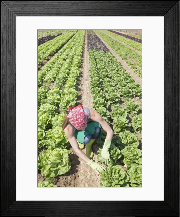 Framed Print : Young woman harvesting lettuce on a field, Esslingen, Baden-Wurttemberg, Germany Framed Print : Young woman harvesting lettuce on a field, Esslingen, Baden-Wurttemberg, Germany