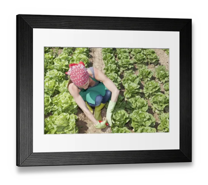 Framed Print : Young woman harvesting lettuce on a field, Baden-Wurttemberg, Germany Framed Print : Young woman harvesting lettuce on a field, Baden-Wurttemberg, Germany