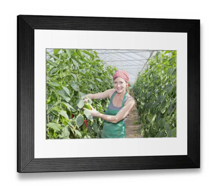 Framed Print : Young woman harvesting green peppers in a greenhouse, Baden-Wurttemberg, Germany Framed Print : Young woman harvesting green peppers in a greenhouse, Baden-Wurttemberg, Germany