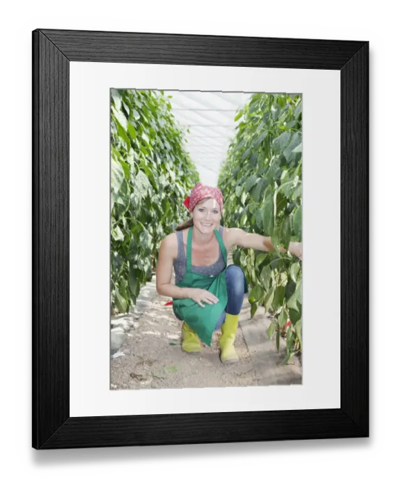 Framed Print : Young woman checking paprika plants in a greenhouse, Baden-Wurttemberg, Germany Framed Print : Young woman checking paprika plants in a greenhouse, Baden-Wurttemberg, Germany