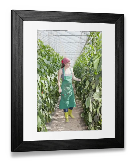 Framed Print : Young woman checking paprika plants in a greenhouse, Baden-Wurttemberg, Germany Framed Print : Young woman checking paprika plants in a greenhouse, Baden-Wurttemberg, Germany