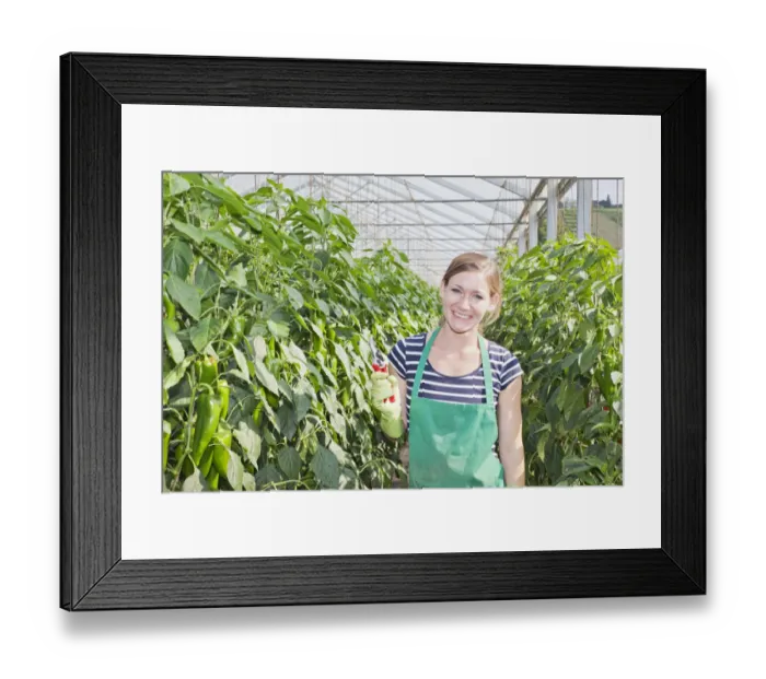 Framed Print : Young woman harvesting green peppers in a greenhouse, Baden-Wurttemberg, Germany Framed Print : Young woman harvesting green peppers in a greenhouse, Baden-Wurttemberg, Germany