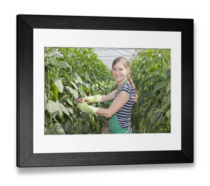 Framed Print : Young woman harvesting green peppers in a greenhouse, Baden-Wurttemberg, Germany Framed Print : Young woman harvesting green peppers in a greenhouse, Baden-Wurttemberg, Germany