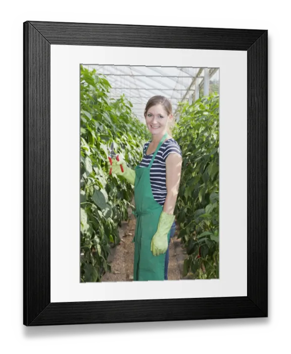 Framed Print : Young woman harvesting green peppers in a greenhouse, Baden-Wurttemberg, Germany