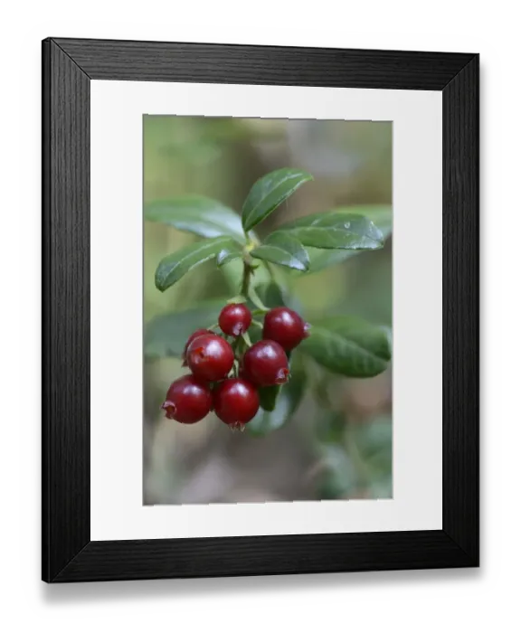 Framed Print : Lingonberries or Cowberries -Vaccinium vitis-idaea-, Emsland, Lower Saxony, Germany Framed Print : Lingonberries or Cowberries -Vaccinium vitis-idaea-, Emsland, Lower Saxony, Germany