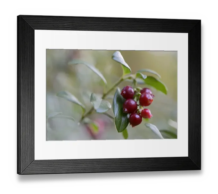 Framed Print : Lingonberries or Cowberries -Vaccinium vitis-idaea-, Emsland, Lower Saxony, Germany Framed Print : Lingonberries or Cowberries -Vaccinium vitis-idaea-, Emsland, Lower Saxony, Germany