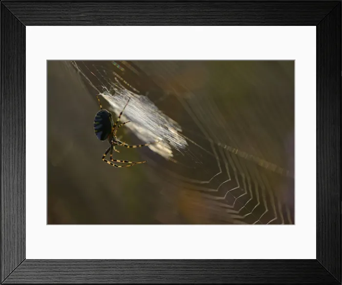 Framed Print : Wasp Spider -Argiope bruennichi- on a spiders web, Emsland, Lower Saxony, Germany Framed Print : Wasp Spider -Argiope bruennichi- on a spiders web, Emsland, Lower Saxony, Germany