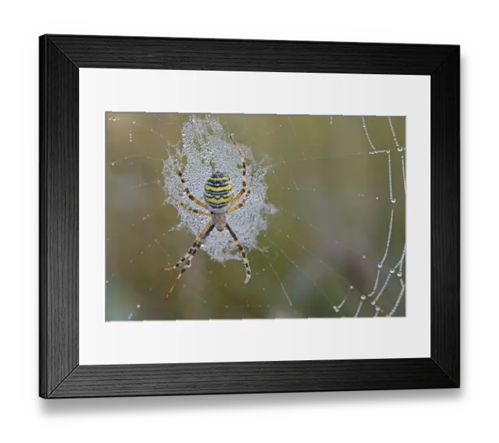 Framed Print : Wasp Spider -Argiope bruennichi- on a spiders web, Emsland, Lower Saxony, Germany Framed Print : Wasp Spider -Argiope bruennichi- on a spiders web, Emsland, Lower Saxony, Germany