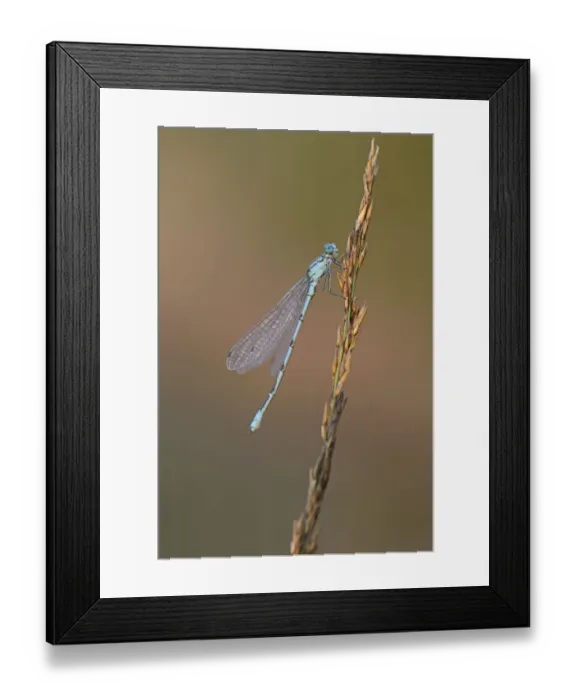 Framed Print : Common Blue Damselfly or Northern Bluet -Enallagma cyathigerum-, Emsland, Lower Saxony, Germany Framed Print : Common Blue Damselfly or Northern Bluet -Enallagma cyathigerum-, Emsland, Lower Saxony, Germany