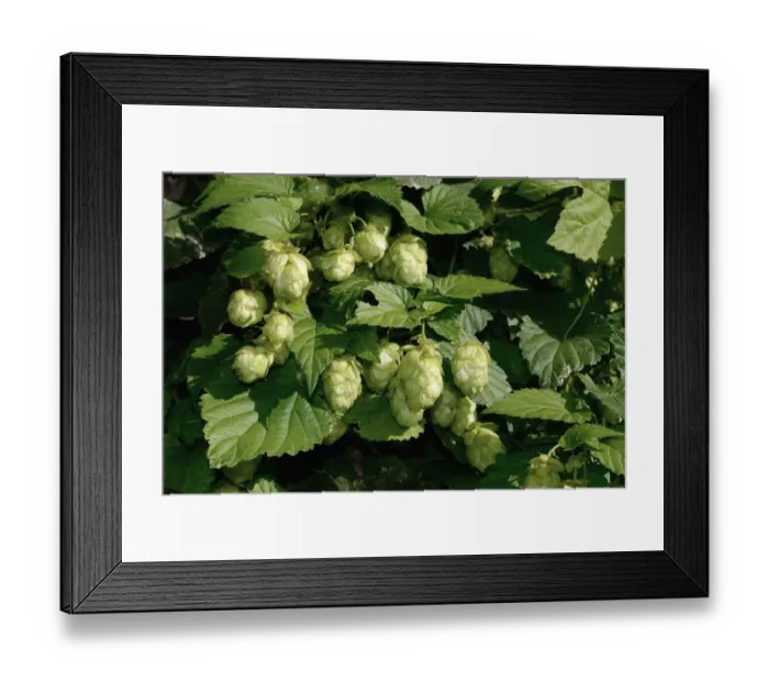 Framed Print : Hops -Humulus lupulus-, Sweden Framed Print : Hops -Humulus lupulus-, Sweden