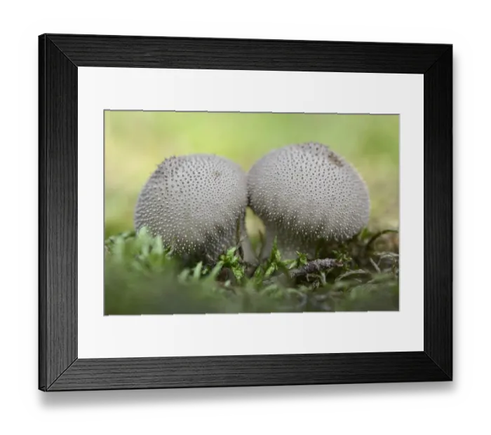 Framed Print : Umber-Brown Puffball -Lycoperdon umbrinum-, Emsland, Lower Saxony, Germany