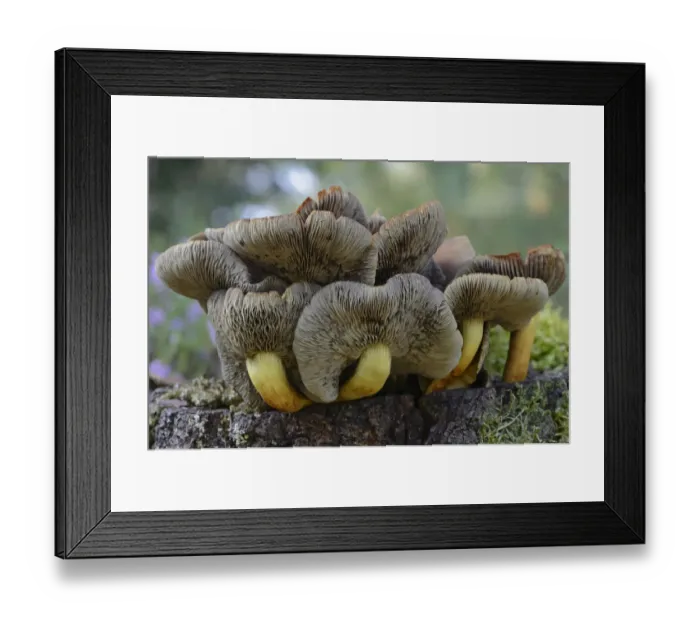 Framed Print : Conifer Tuft -Hypholoma capnoides-, Emsland, Lower Saxony, Germany Framed Print : Conifer Tuft -Hypholoma capnoides-, Emsland, Lower Saxony, Germany