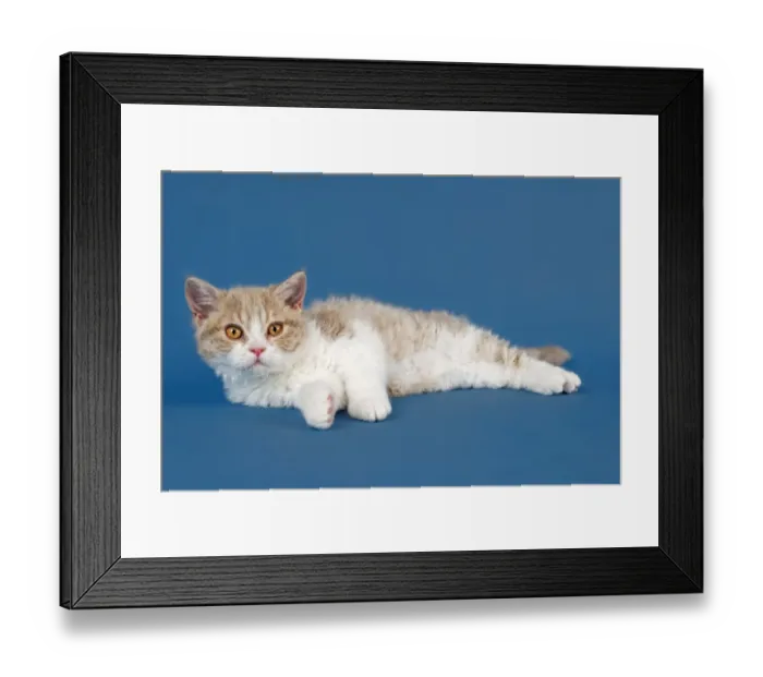 Framed Print : Selkirk Rex kitten, 10 weeks, colour lilac mackerel tabby white Framed Print : Selkirk Rex kitten, 10 weeks, colour lilac mackerel tabby white