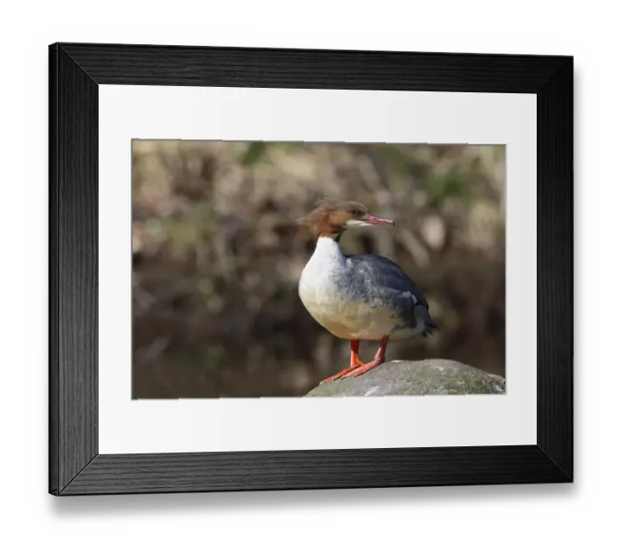 Framed Print : Goosander -Mergus merganser-, female standing on a stone, Harz, Saxony-Anhalt, Germany Framed Print : Goosander -Mergus merganser-, female standing on a stone, Harz, Saxony-Anhalt, Germany