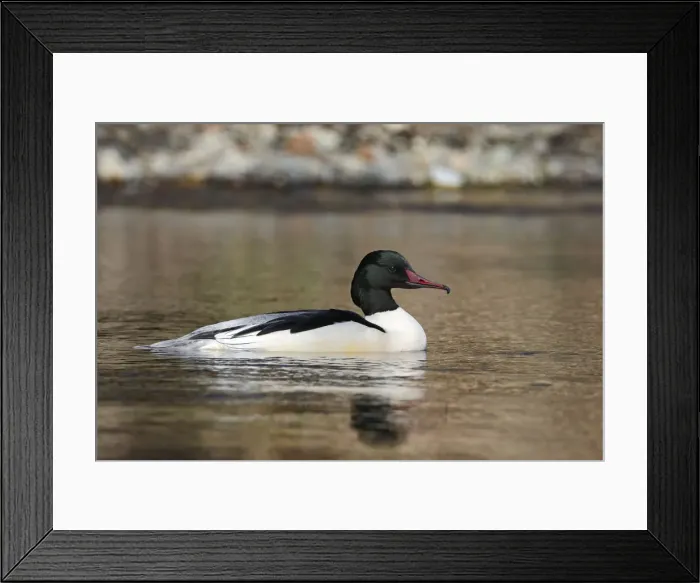 Framed Print : Goosander -Mergus merganser-, male swimming in the habitat, Harz, Saxony-Anhalt, Germany Framed Print : Goosander -Mergus merganser-, male swimming in the habitat, Harz, Saxony-Anhalt, Germany