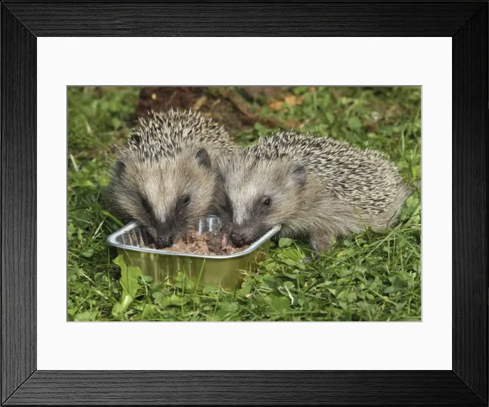 Framed Print : Hedgehog -Erinaceus europaeus-, young animals feeding from bowl in the garden, Allgau, Bavaria, Germany Framed Print : Hedgehog -Erinaceus europaeus-, young animals feeding from bowl in the garden, Allgau, Bavaria, Germany